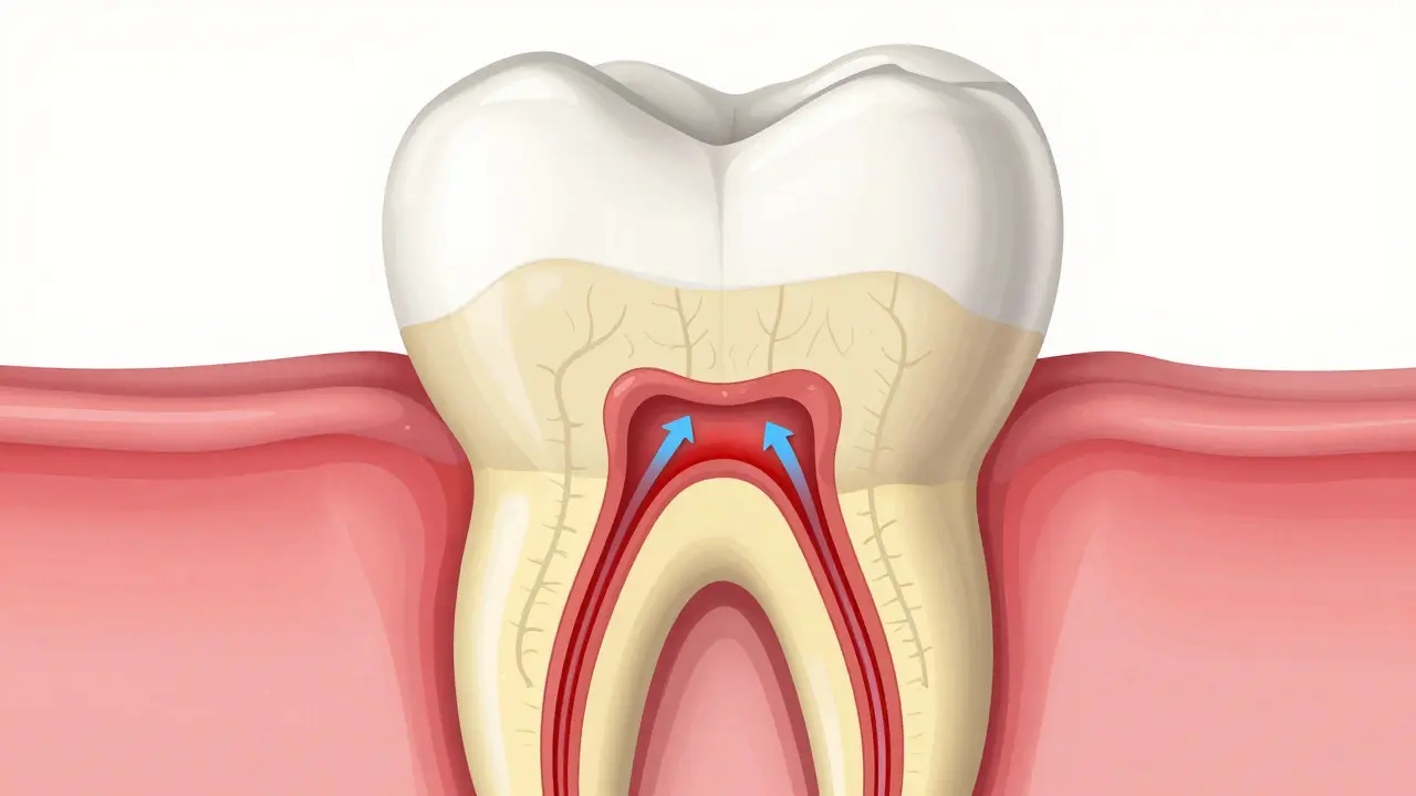 Anatomický řez zubem ukazující emal, dentinu a nerv s mikroskopickými kanálky